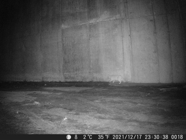 Hunter Camera