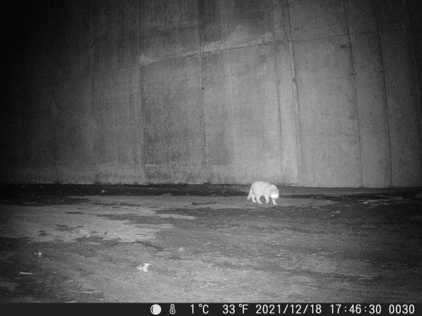 Hunter Camera