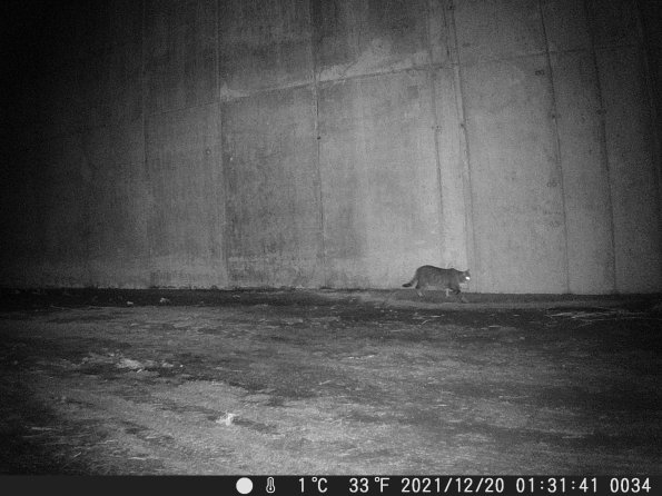 Hunter Camera