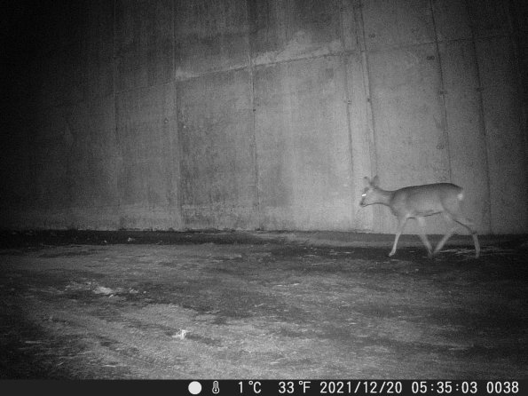 Hunter Camera