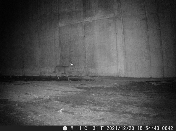 Hunter Camera