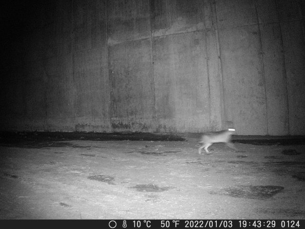 Hunter Camera