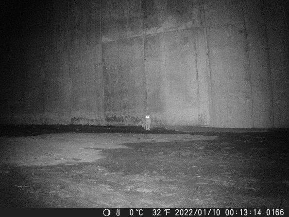 Hunter Camera