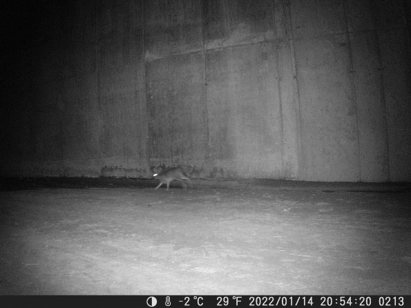 Hunter Camera