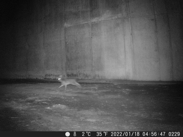 Hunter Camera