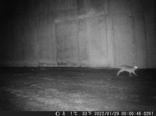 Hunter Camera