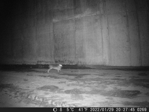 Hunter Camera