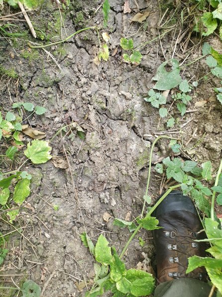 PA_AT_KOB_abovefootprintphoto_20210926130220676