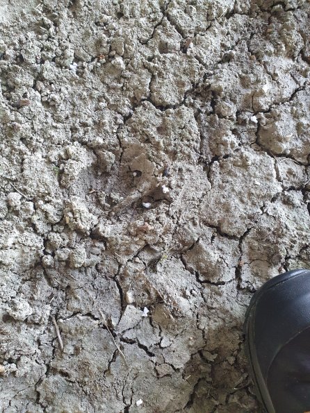 PA_AT_KOB_abovefootprintphoto_20210926131203601