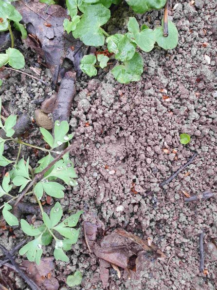 PA_AT_KOB_abovefootprintphoto_20220402104404289