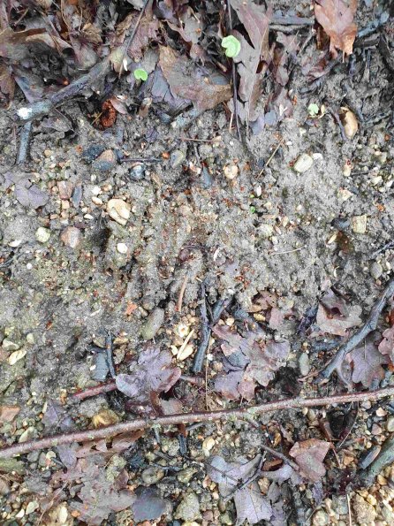 PA_AT_KOB_abovefootprintphoto_20220402104650885