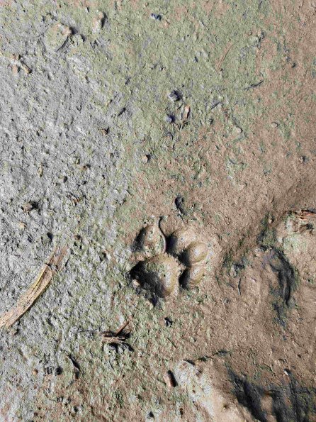 PA_AT_KOB_abovefootprintphoto_20220611091632520