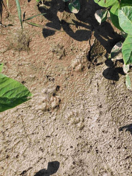 PA_AT_KOB_abovefootprintphoto_20220611101519139