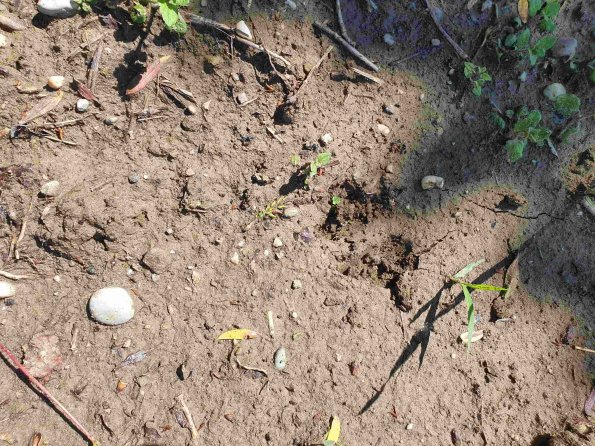 PA_AT_KOB_abovefootprintphoto_20220611110242968