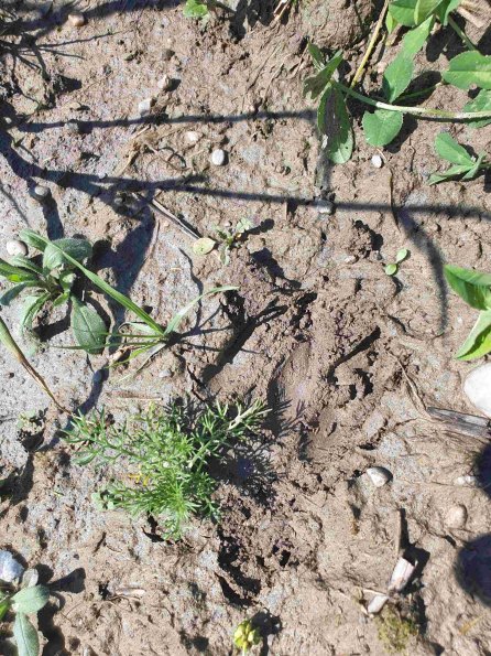 PA_AT_KOB_abovefootprintphoto_20220611110842183