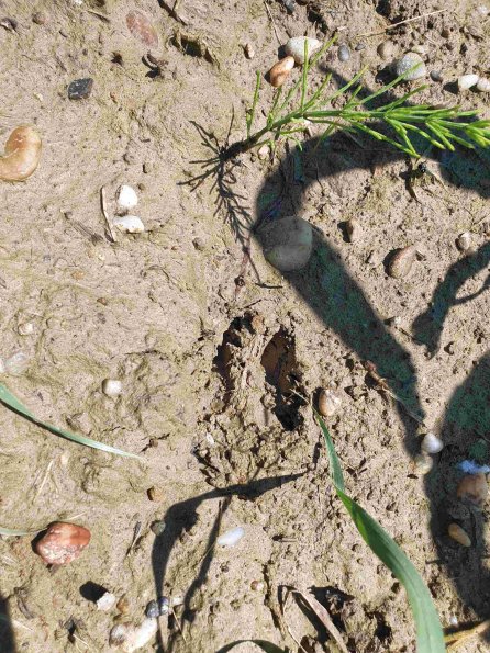 PA_AT_KOB_abovefootprintphoto_20220611113903772