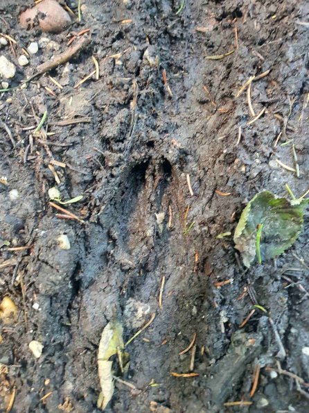 PA_AT_KOB_abovefootprintphoto_20220611133250050