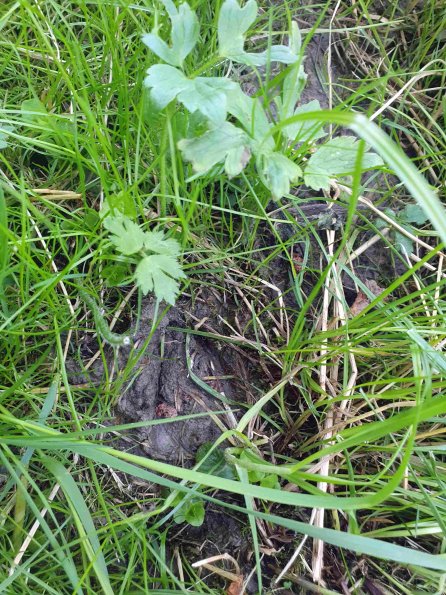 PA_AT_KOB_abovefootprintphoto_20220611140006909