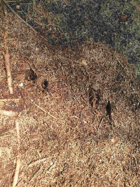 PA_AT_KOB_abovefootprintphoto_20220611142246522