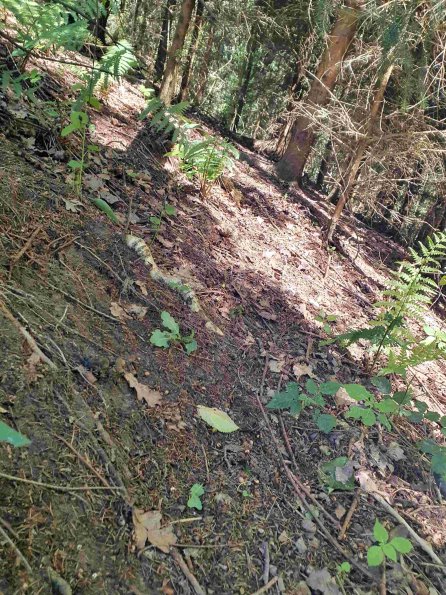 PA_AT_KOB_abovefootprintphoto_20220611144433368