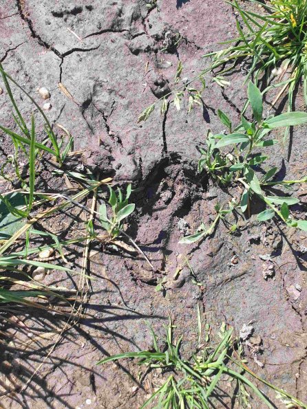 PA_AT_KOB_abovefootprintphoto_20220611145304055