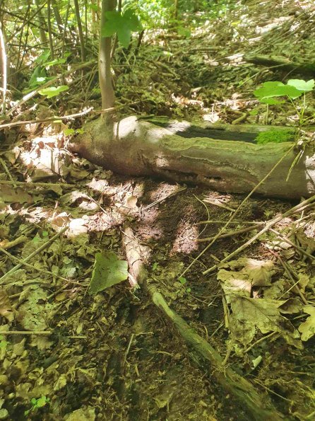 PA_AT_KOB_abovefootprintphoto_20220611152311493