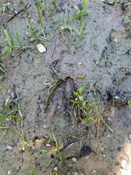 PA_AT_KOB_abovefootprintphoto_20220611153726726