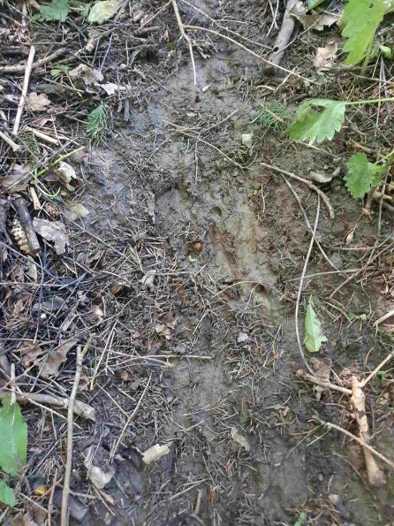 PA_AT_KOB_abovefootprintphoto_20220611164059665