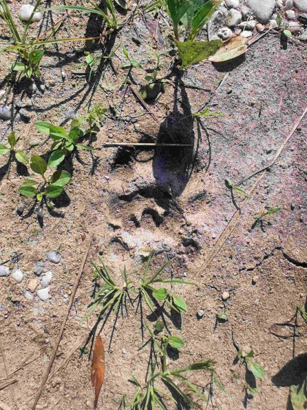 PA_AT_KOB_abovefootprintphoto_20220611170000330