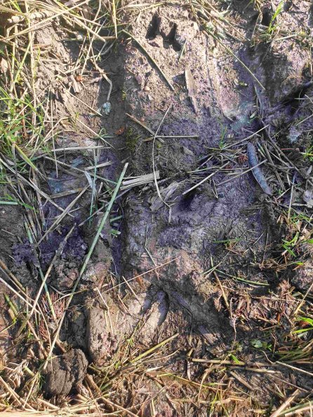 PA_AT_KOB_abovefootprintphoto_20220611181331320