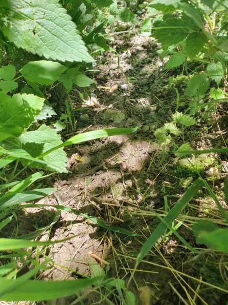 PA_AT_KOB_abovefootprintphoto_20220612110914325