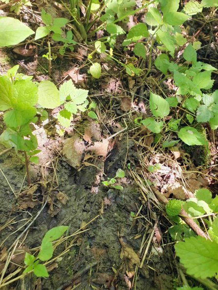 PA_AT_KOB_abovefootprintphoto_20220612111020372