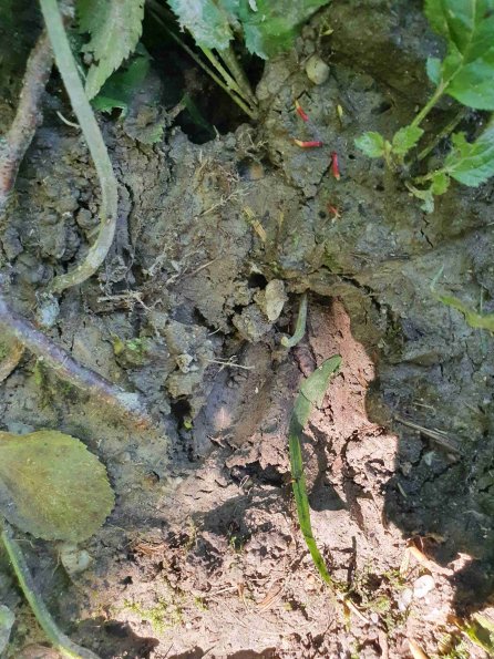 PA_AT_KOB_abovefootprintphoto_20220612111517565