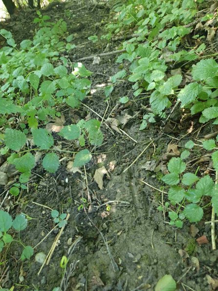 PA_AT_KOB_abovefootprintphoto_20220612112013805