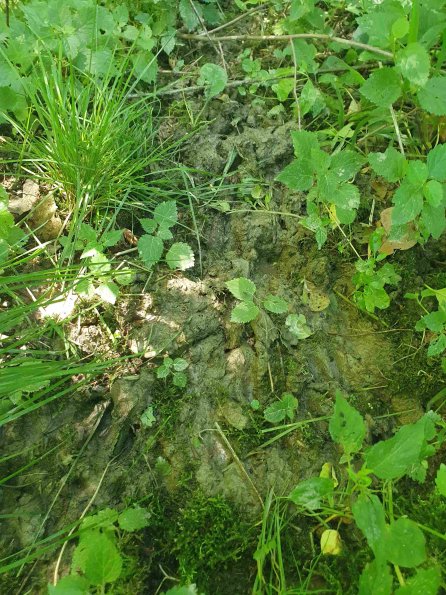 PA_AT_KOB_abovefootprintphoto_20220612115759199