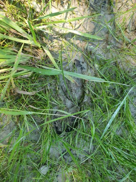 PA_AT_KOB_abovefootprintphoto_20220612120730090