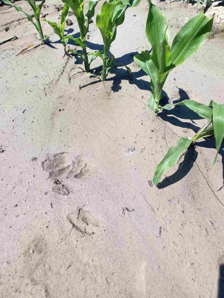 PA_AT_KOB_abovefootprintphoto_20220612121049885