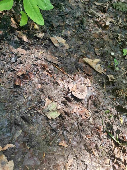 PA_AT_KOB_abovefootprintphoto_20220612132038747