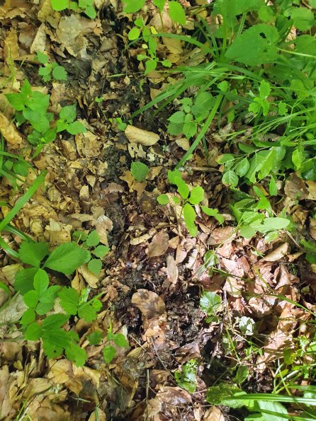 PA_AT_KOB_abovefootprintphoto_20220612132542735