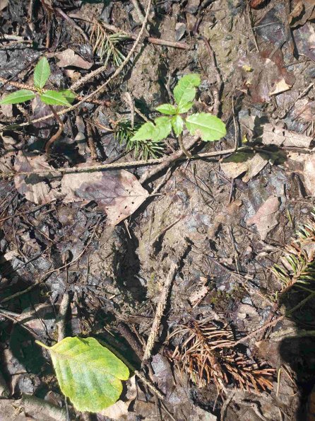 PA_AT_KOB_abovefootprintphoto_20220612140623240