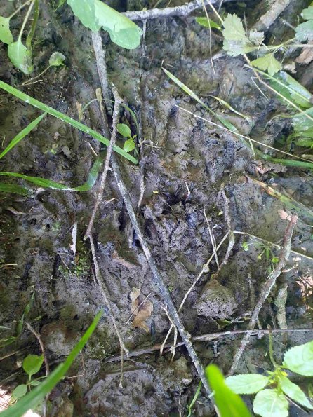 PA_AT_KOB_abovefootprintphoto_20220612150547070