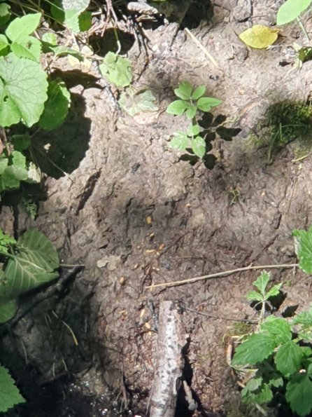 PA_AT_KOB_abovefootprintphoto_20220612152318187