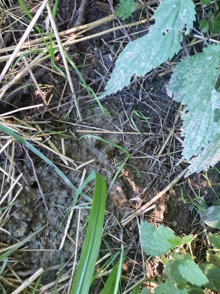 PA_AT_KOB_abovefootprintphoto_20220612155054198