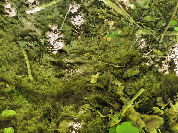 PA_AT_KOB_abovefootprintphoto_20220612164705349