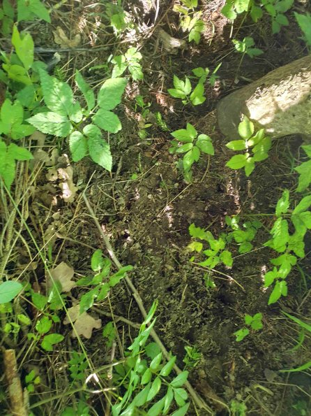 PA_AT_KOB_abovefootprintphoto_20220612174558200