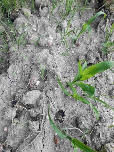 PA_AT_KOB_abovefootprintphoto_20220612201405715