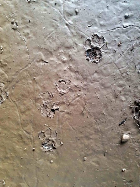 PA_AT_KOB_abovefootprintphoto_20220613102606279