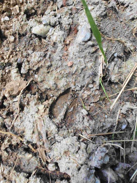 PA_AT_KOB_abovefootprintphoto_20220613130302560