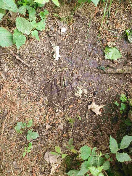 PA_AT_KOB_abovefootprintphoto_20220613133041834