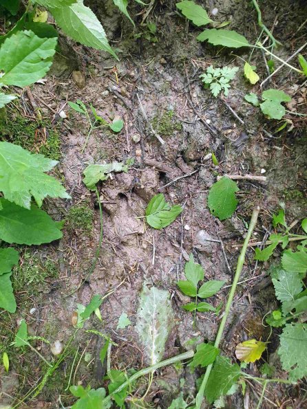 PA_AT_KOB_abovefootprintphoto_20220613144526595